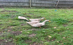 Cockatiels birds for sale: Ducks For Sell  - Image 4