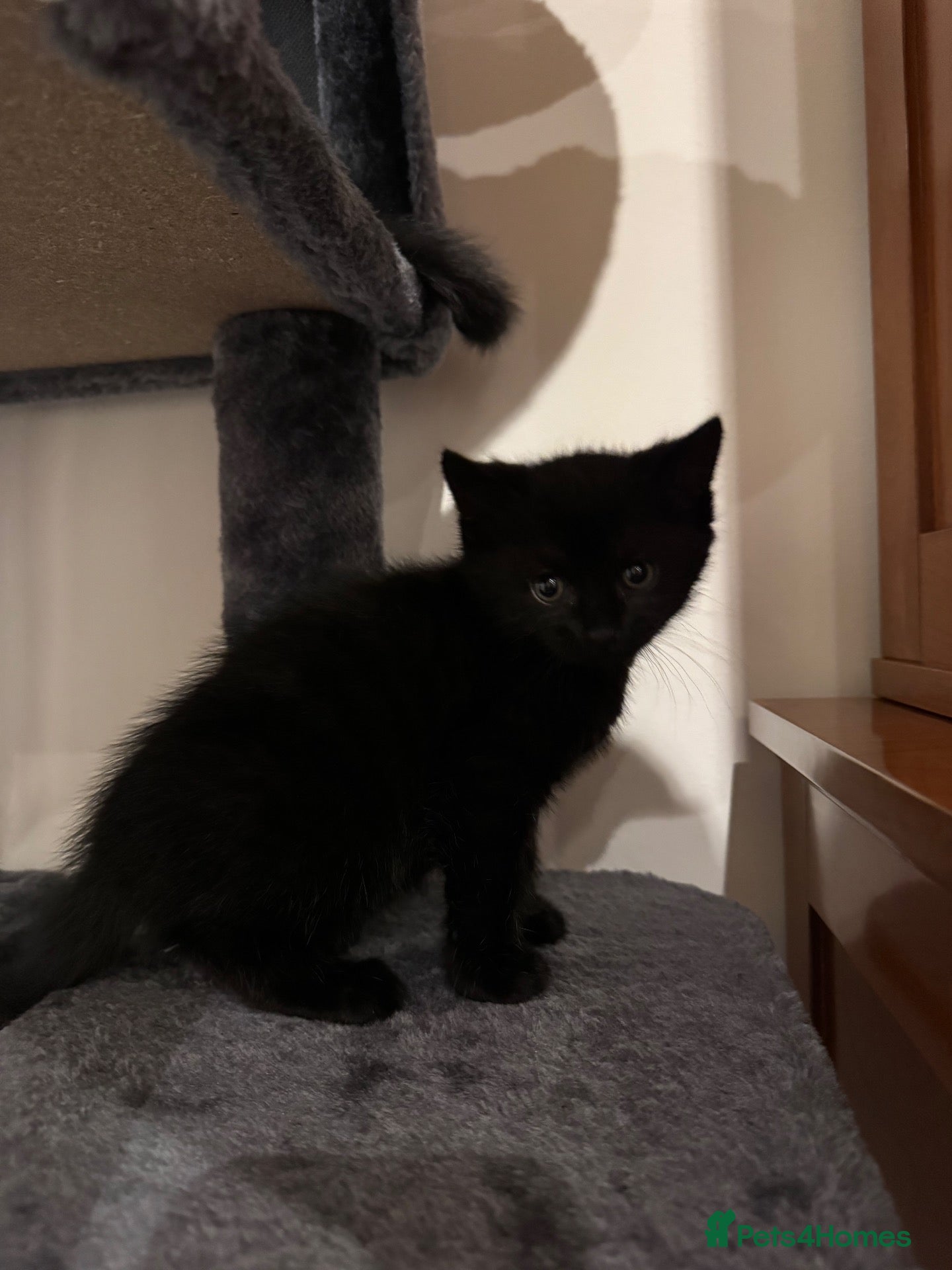 Mixed Breed cats British shorthair cross boy kitten  - Advert 4
