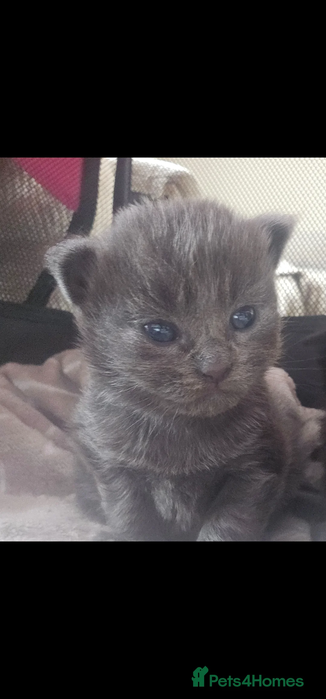 Mixed Breed cats for sale: Grey gorgeous kittens  - Advert 1