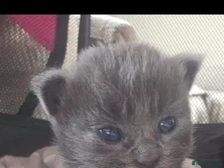 Mixed Breed cats Grey gorgeous kittens - Advert 1