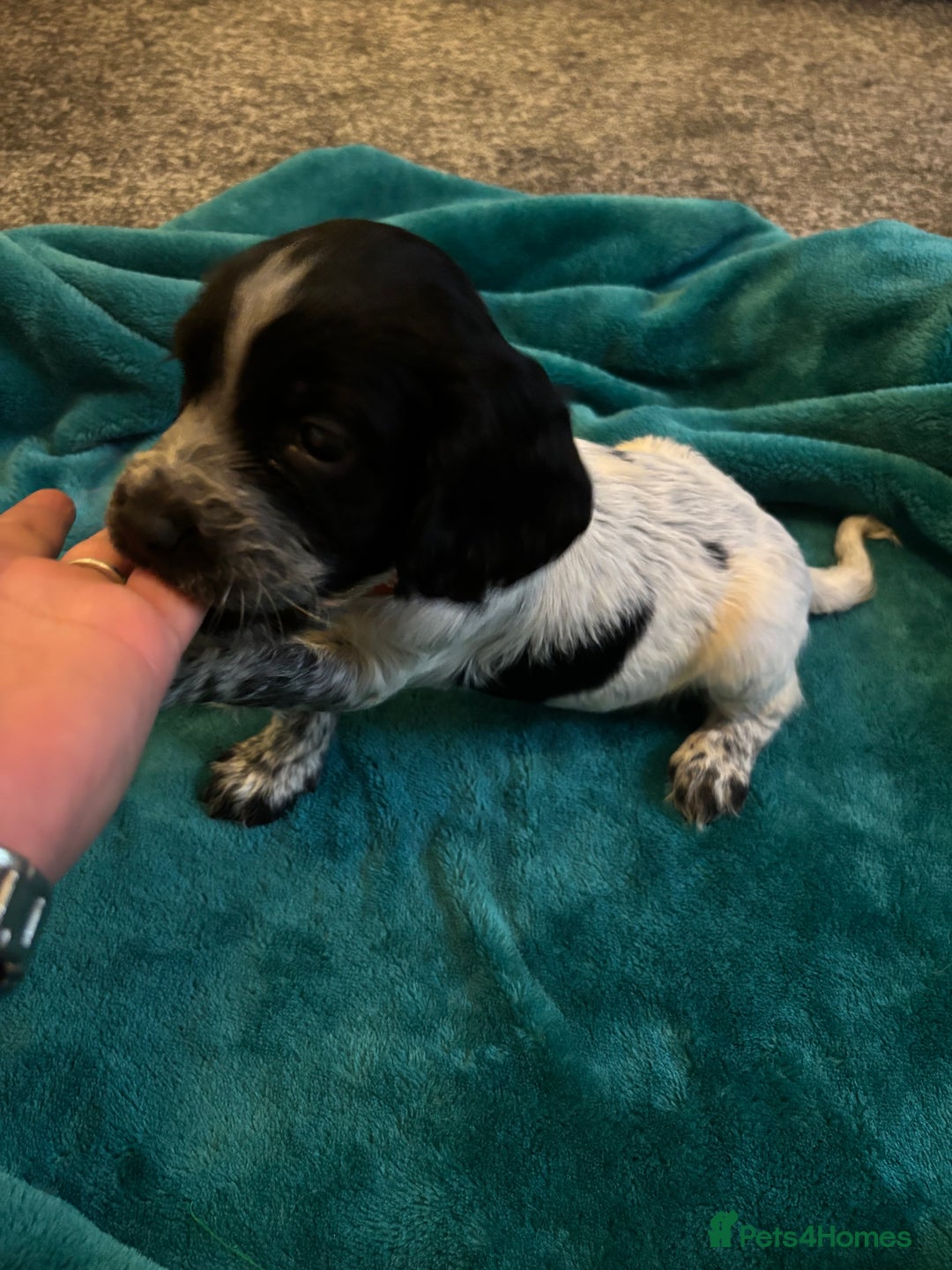 Cocker Spaniel dogs for sale: Georgous blue roan cocker spaniels - Image 34