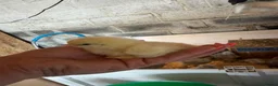 Chickens poultry for sale: 🐥🐣🥚USA Bearded silkies🐥Vorwerk🐥Brahmas🥚🐣🐥 - Advert 12