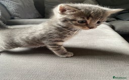 Mixed Breed cats for sale: Stunning kittens  - Image 7