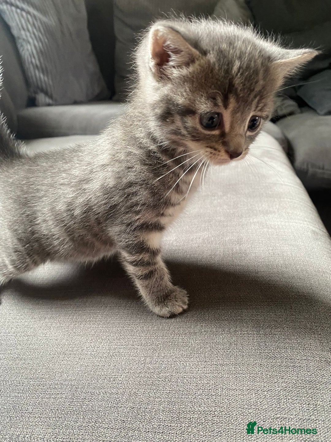 Mixed Breed cats for sale: Stunning kittens  - Image 7