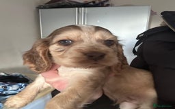 Cocker Spaniel dogs for sale: Cocker spaniel puppies - Advert 5