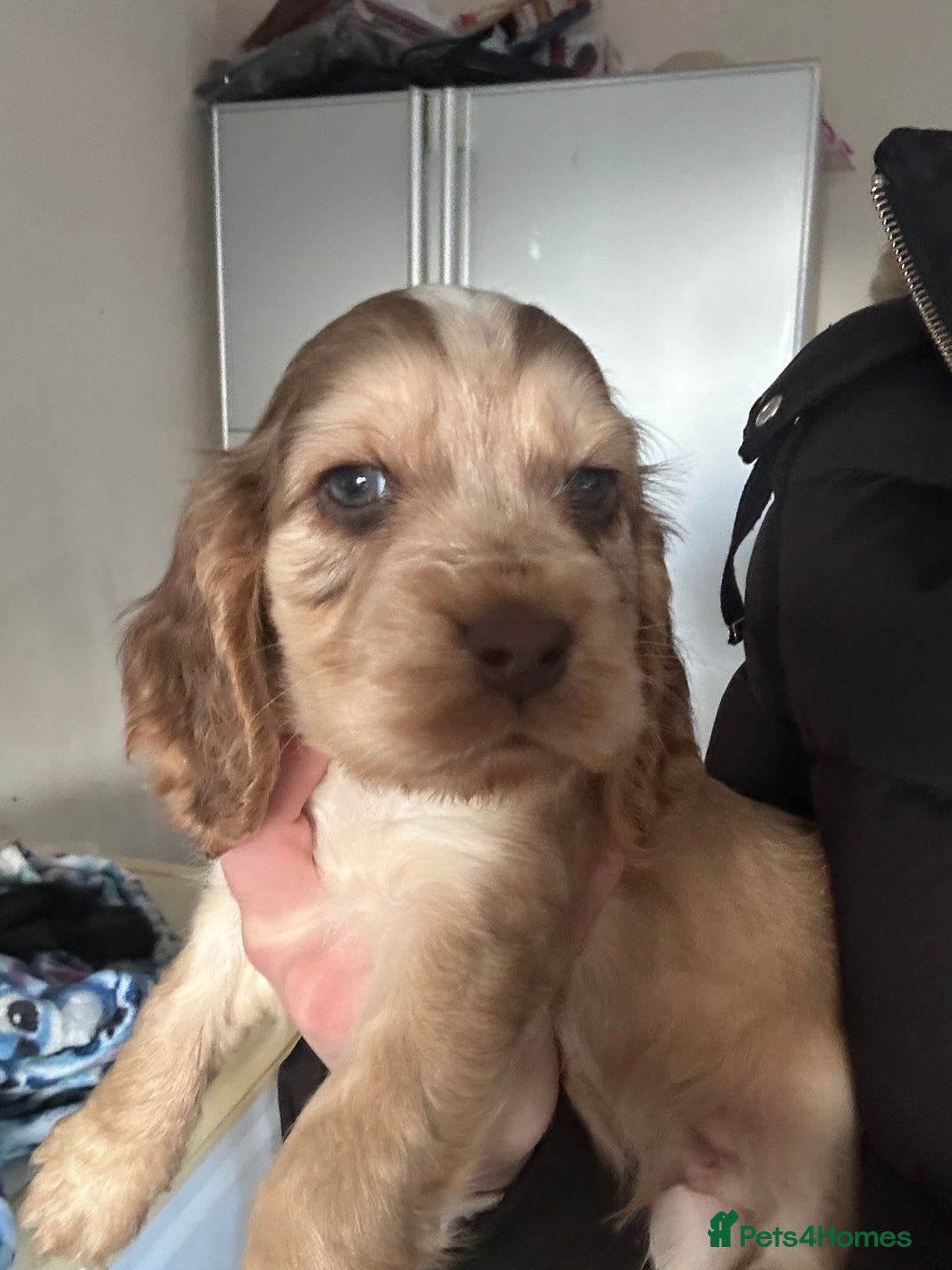 Cocker Spaniel dogs for sale: Cocker spaniel puppies - Advert 5