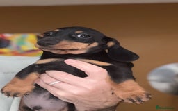 Miniature Dachshund dogs for sale: 🩷Stunning KC Mini Dachshund Puppies READY NOW  - Image 5