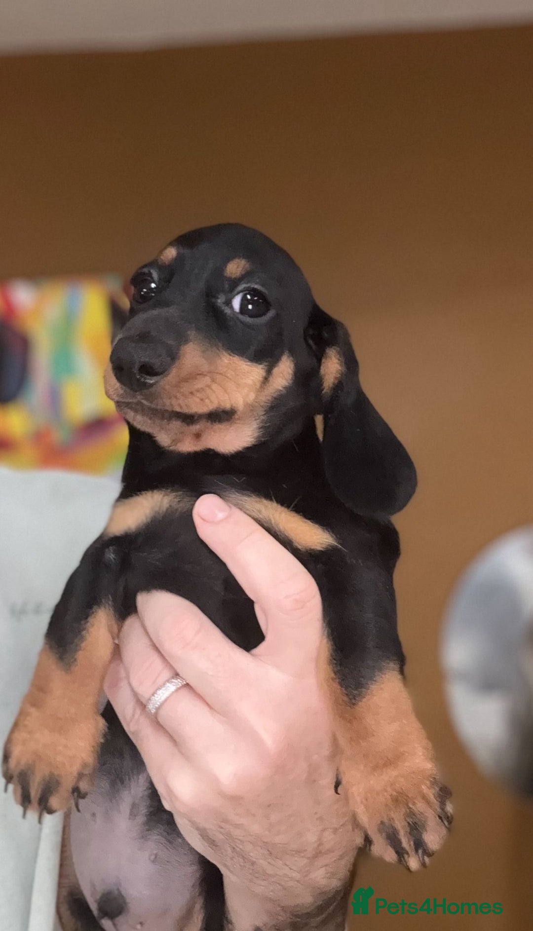 Miniature Dachshund dogs for sale: 🩷Stunning KC Mini Dachshund Puppies READY NOW  - Image 5