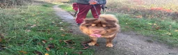 Shar Pei dogs for sale: Top quality bear coat shar pies for sale  - Advert 33