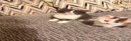 Mixed Breed cats for sale: Turkish Angora x Ragdoll kittens for Sale!! - Advert 4