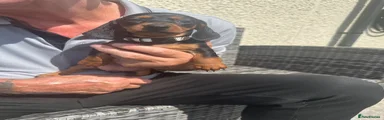 Miniature Dachshund 5