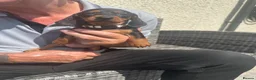 Miniature Dachshund dogs for sale: Gorgeous KC reg miniature dachshund puppies  - Advert 13