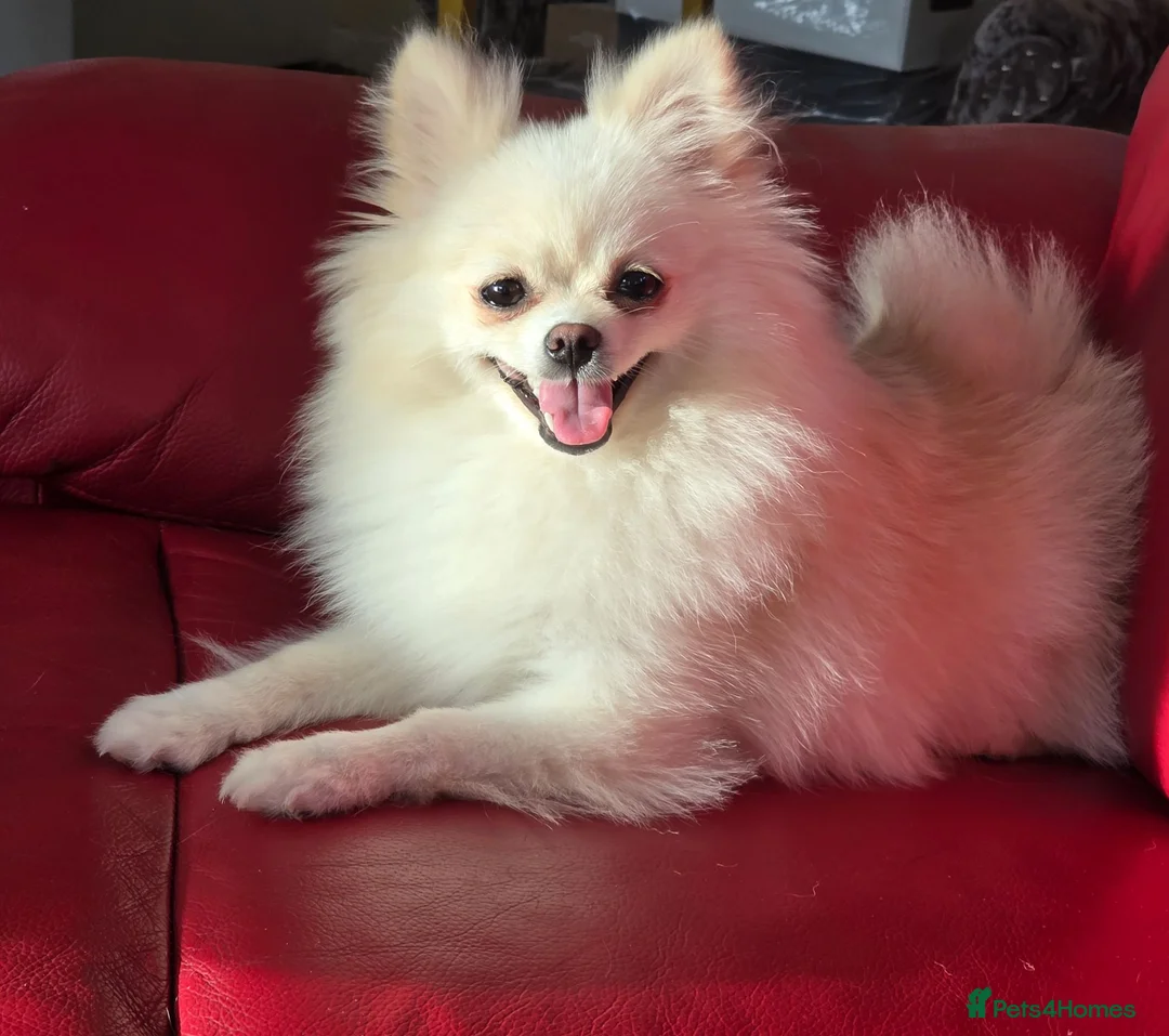 Pomeranian dogs for sale: Pedigree Ice White Pomeranian puppies - Advert 1