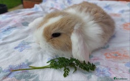 Mini Lop rabbits for sale: ☆ Beautiful Mini Lop Babies ☆ - Image 2