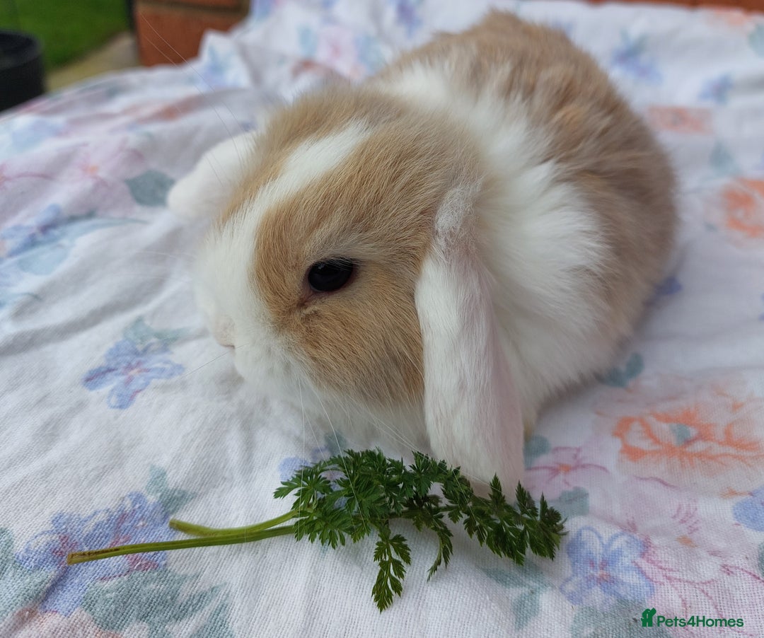 Mini Lop rabbits for sale: ☆ Beautiful Mini Lop Babies ☆ - Image 2
