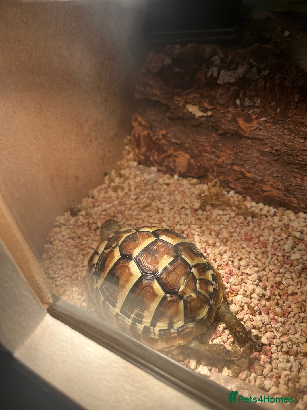Hermann Tortoise reptiles for sale: 1 year old tortoise  - Image 2