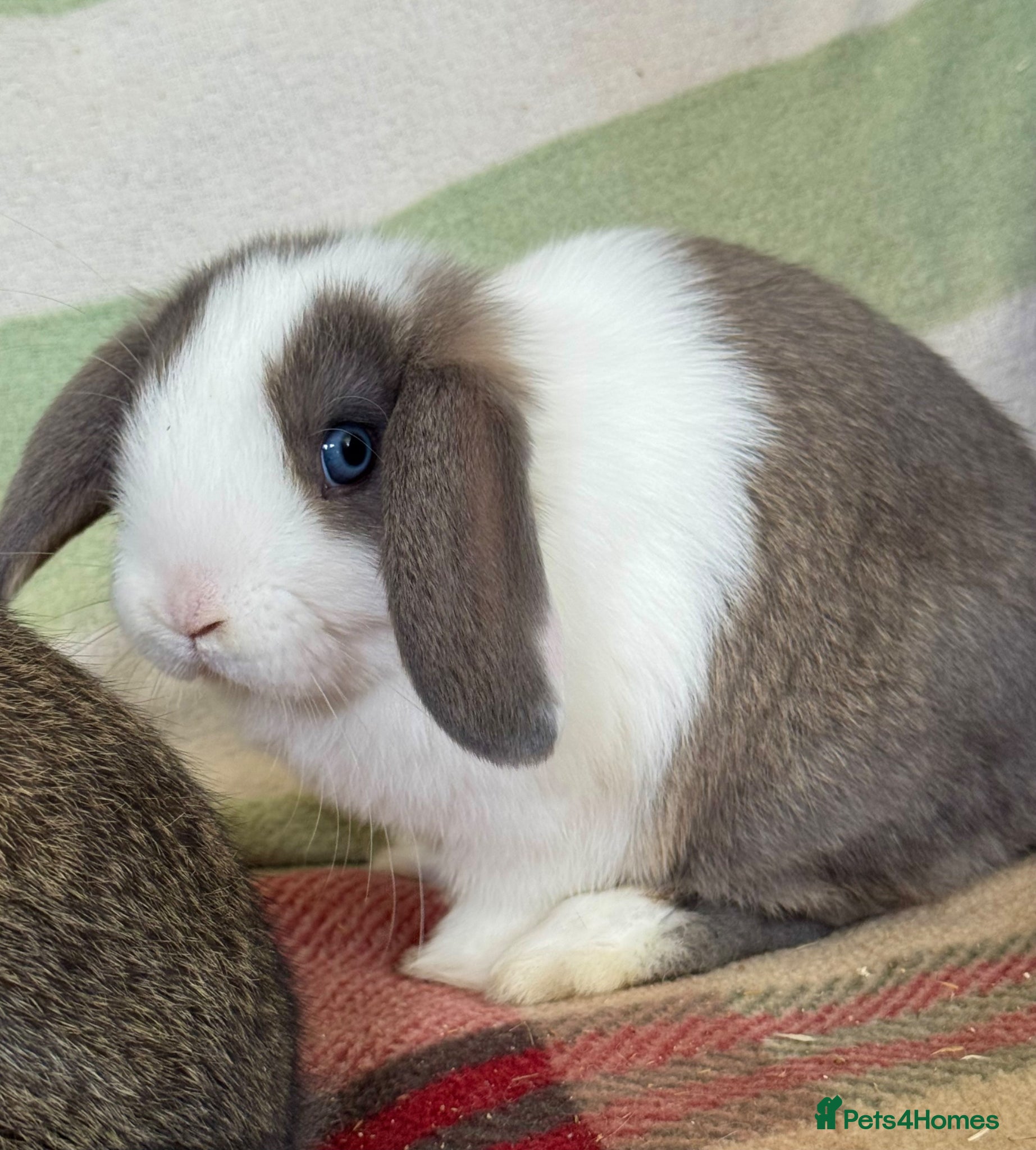 Mini Lop rabbits Beautiful, friendly *vaccinated* lop bunnies - Advert 1