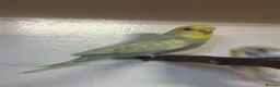 Budgerigars birds for sale: Budgies - Advert 5