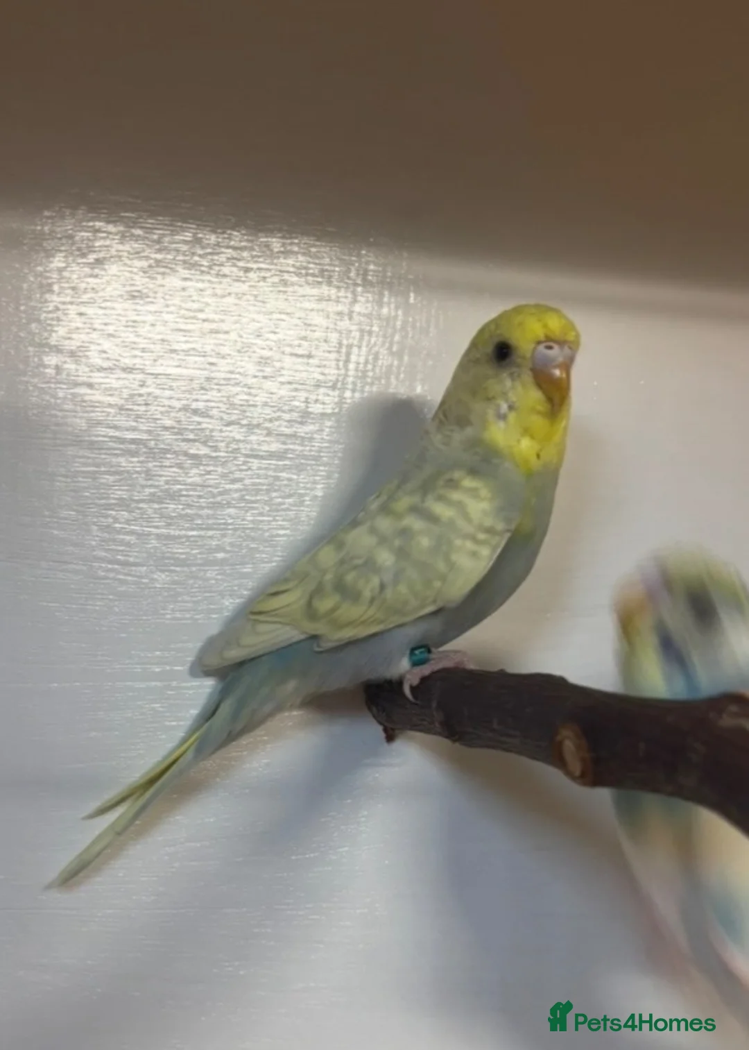 Budgerigars birds for sale: Budgies - Advert 5