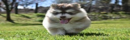 Pomsky dogs for stud: American Import Chocolate Pomsky for Stud in Ammanford - Advert 21