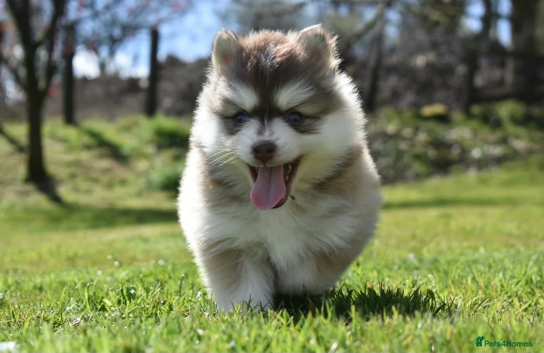 Pomsky dogs for stud: American Import Chocolate Pomsky for Stud in Ammanford - Advert 21