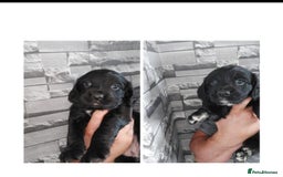 Sprocker dogs for sale: F1 SPROCKER SPANIELS ( 2BOYS LEFT)  - Image 12