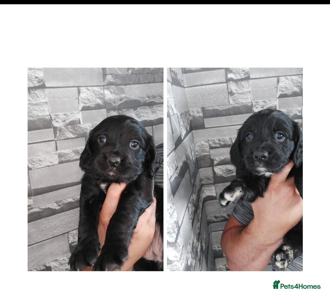 Sprocker dogs for sale: F1 SPROCKER SPANIELS ( 2BOYS LEFT)  - Image 12