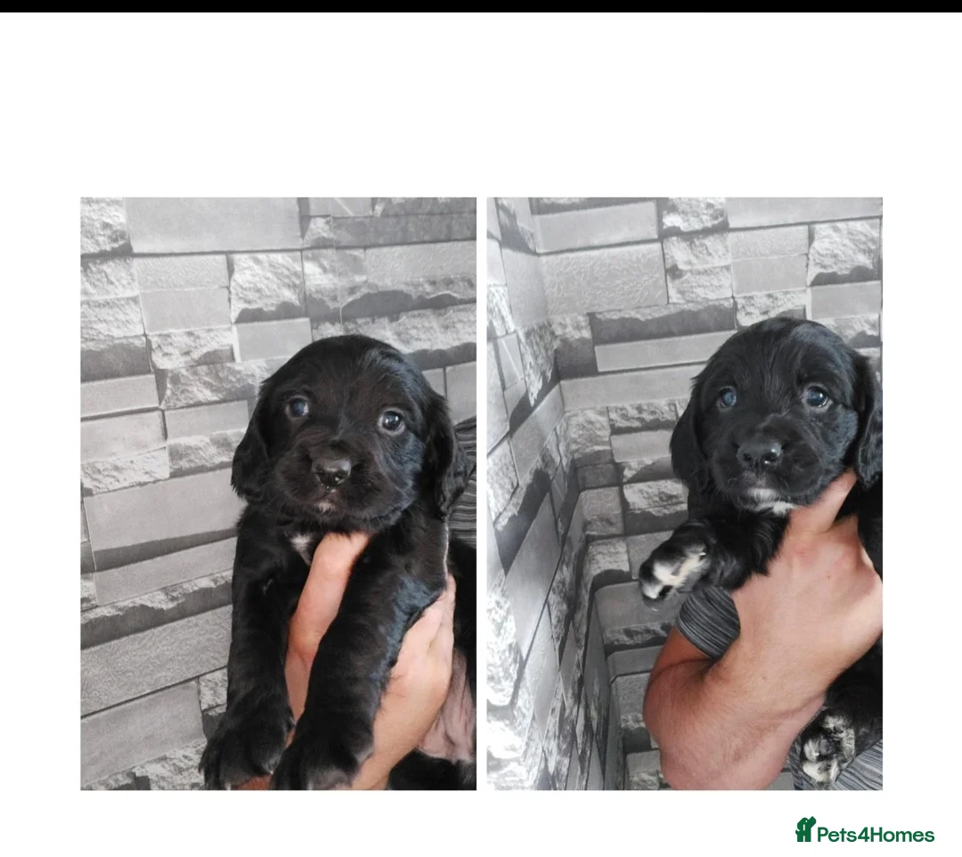 Sprocker dogs for sale: F1 SPROCKER SPANIELS ( 1 BOY LEFT )  - Advert 34