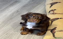 Cocker Spaniel dogs for sale: Loving Home Wanted for Beautiful Olive (WCS Puppy) - Image 18