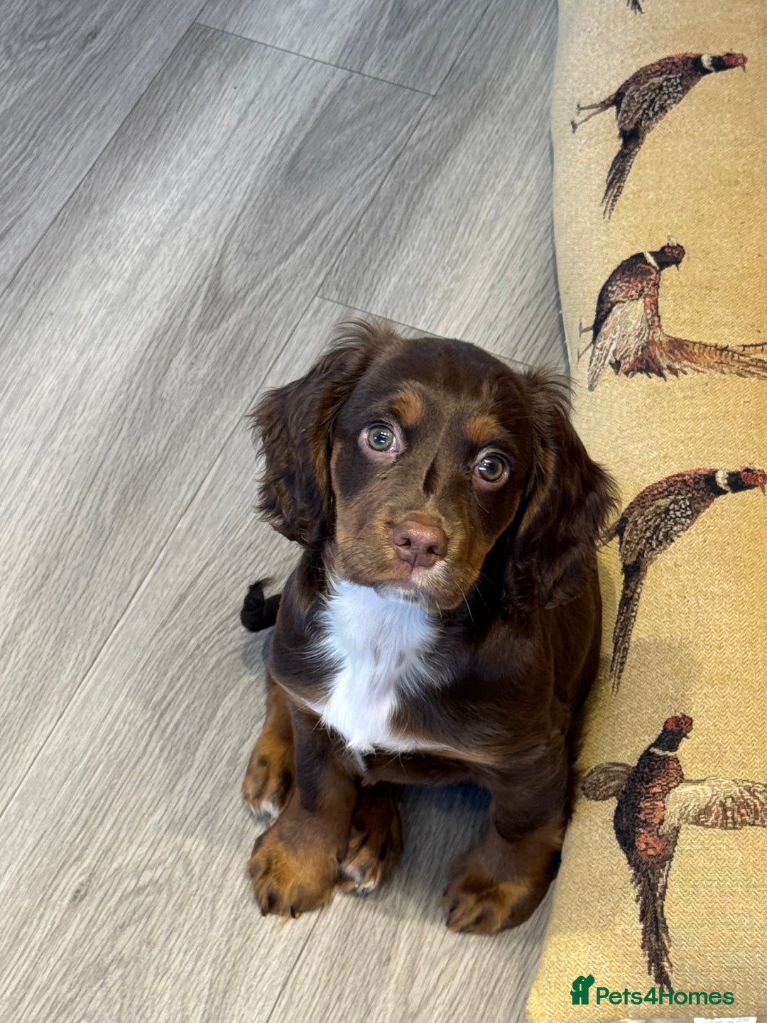 Cocker Spaniel dogs for sale: Loving Home Wanted for Beautiful Olive (WCS Puppy) - Image 18
