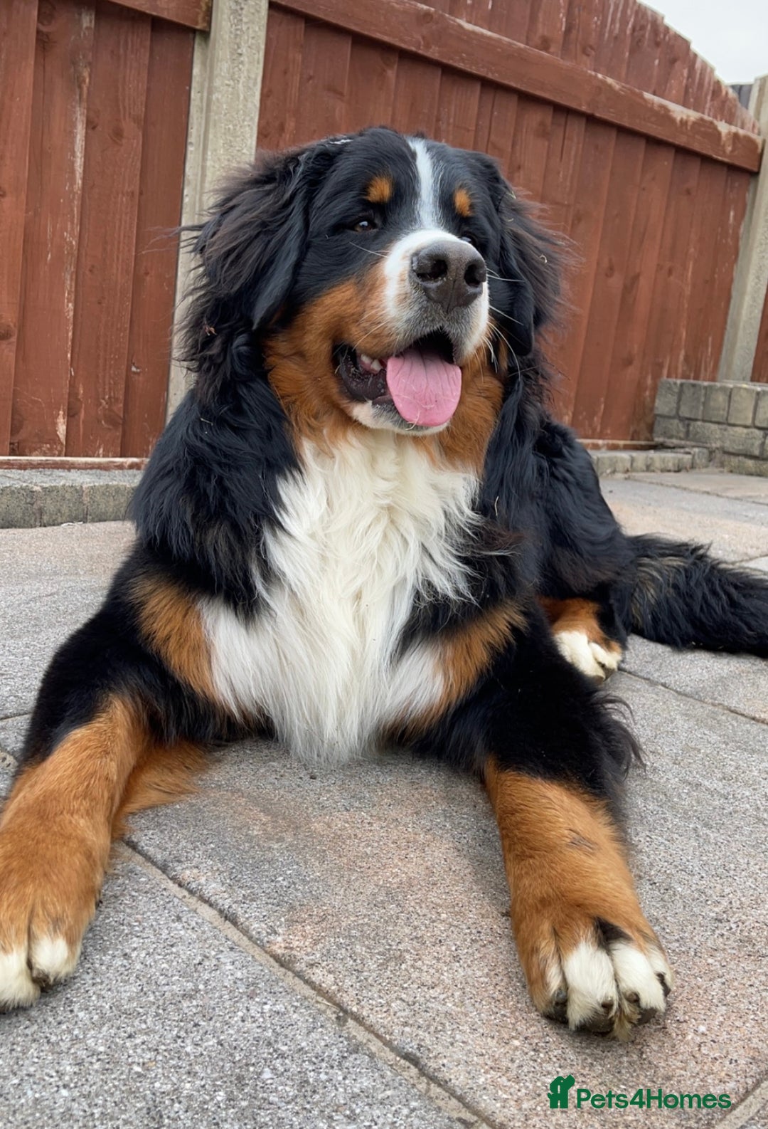 Bernese Mountain Dog dogs for stud: 🔥 CRUZ💥 TOP QUALITY BERNESE MOUNTAIN DOG STUD in Whitehaven - Image 9