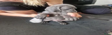 Weimaraner 1