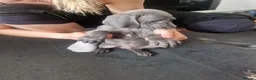 Weimaraner dogs for sale: Outstanding blue kc registered weimaraner puppies  - Advert 4