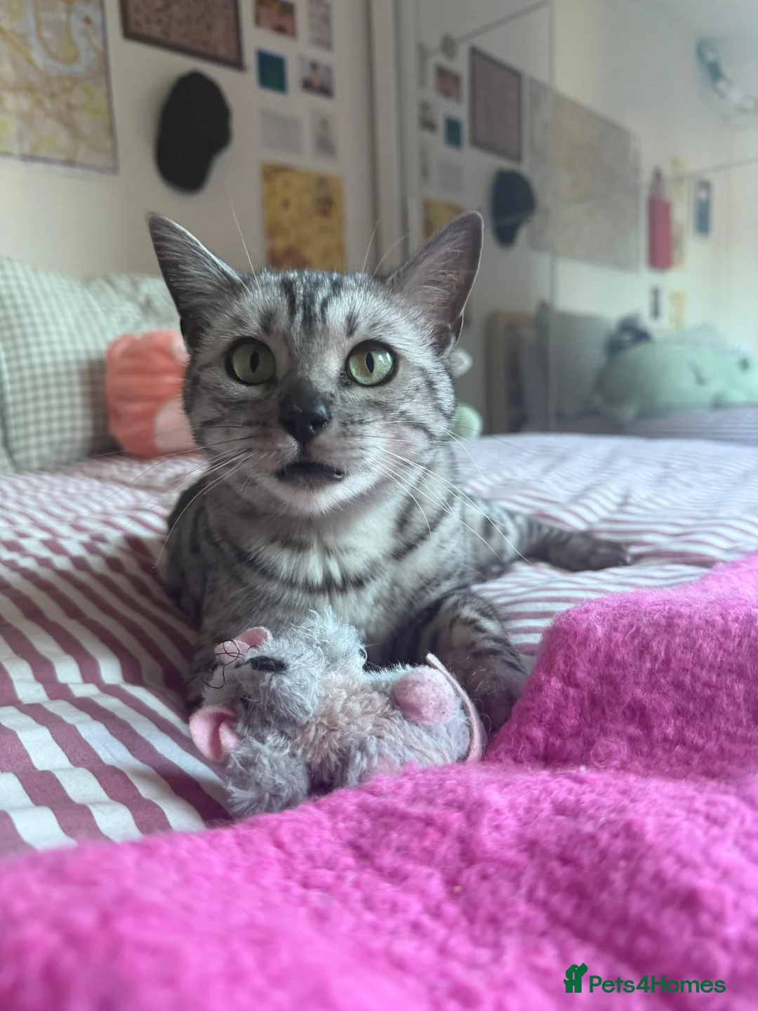 Bengal cats for sale: Beautiful mixed bengal kittens - Advert 2