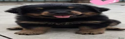 Rottweiler dogs for sale: Long haired Rottweilers  - Advert 27