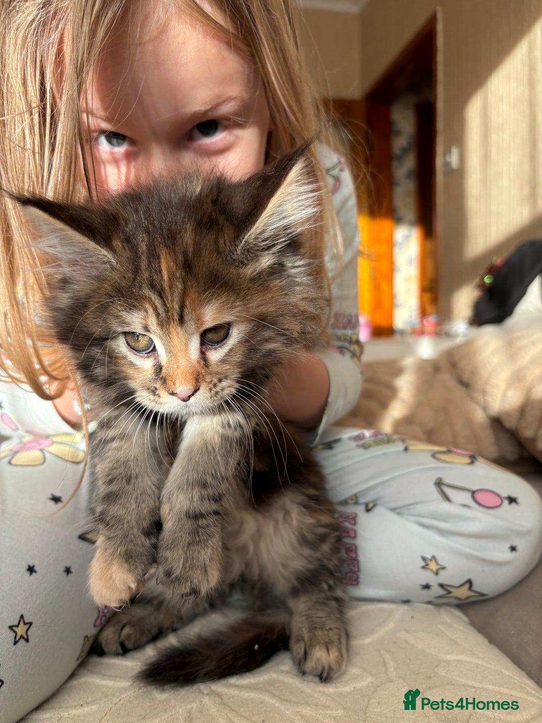 Maine Coon cats for sale: Maine Coon Kittens — Fluffy, Friendly - Advert 23