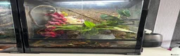Gecko reptiles for sale: Bonded pair of chameleon geckos  in Coventry - Advert 2