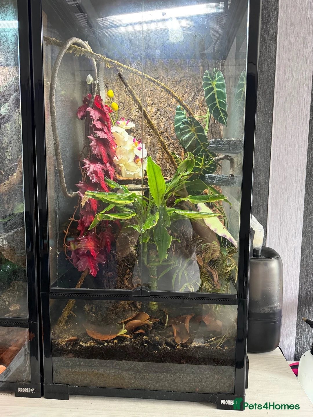 Gecko reptiles for sale: Bonded pair of chameleon geckos  in Coventry - Advert 2