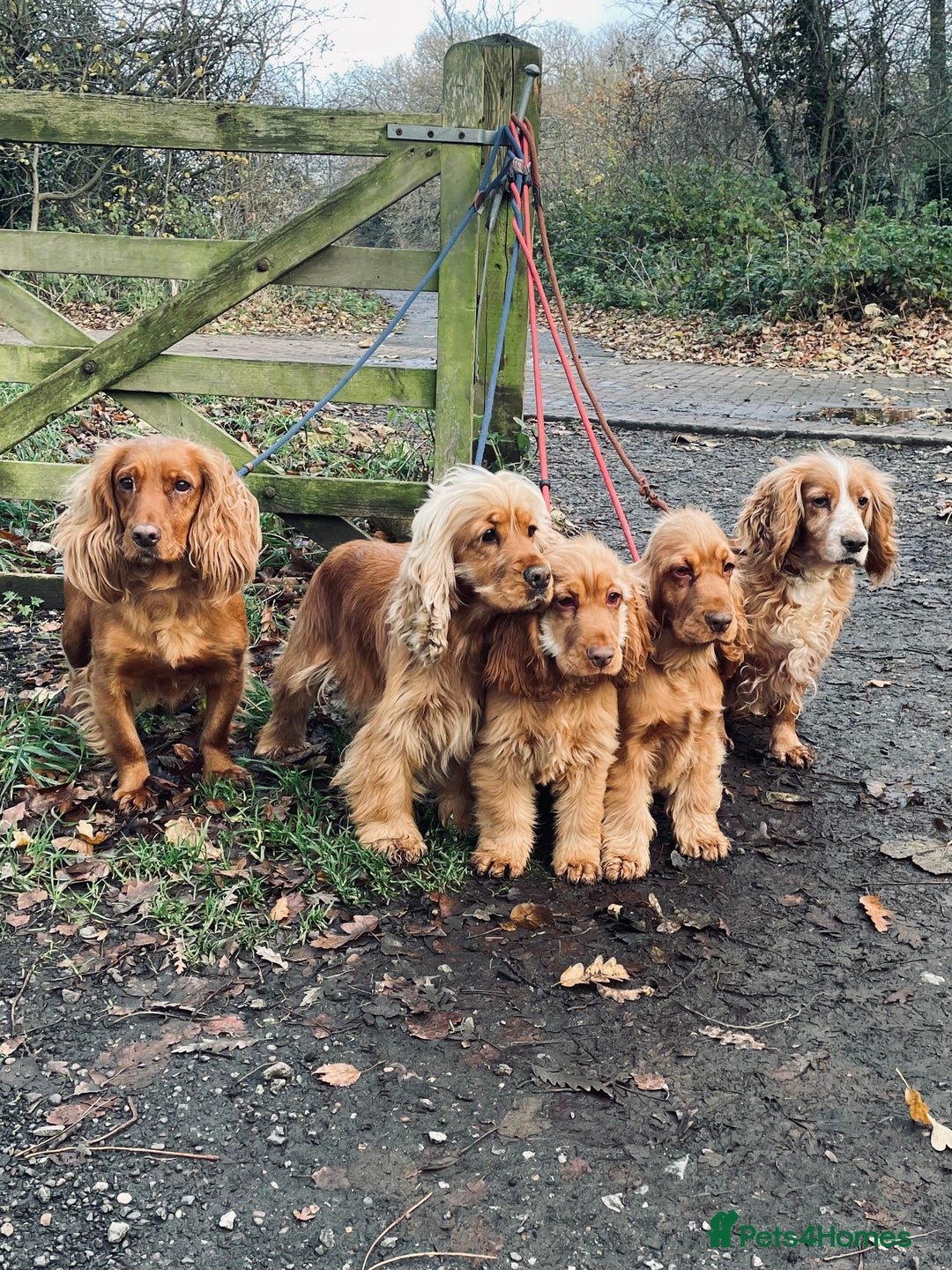 Cockapoo dogs for sale: Top quality fully health tested fox red cockapoos  - Advert 11