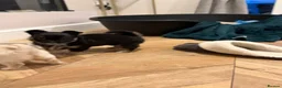 Chihuahua dogs for sale: Gorgeous litter of long hair chihuahuas  - Advert 11