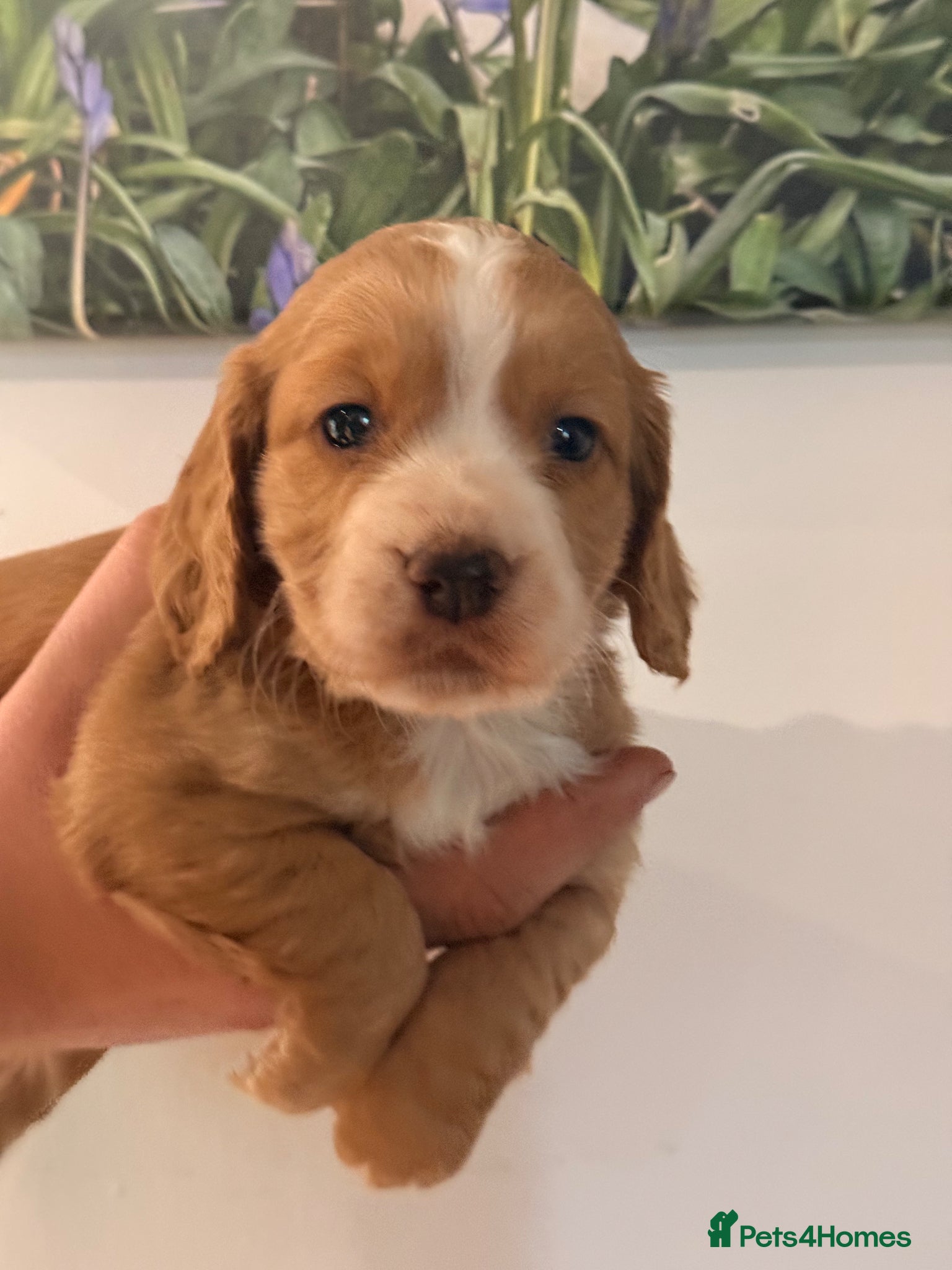 Cocker Spaniel dogs Cocker spaniel puppies - Advert 6