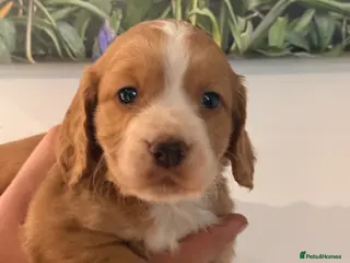 Cocker Spaniel dogs Cocker spaniel puppies - Advert 6