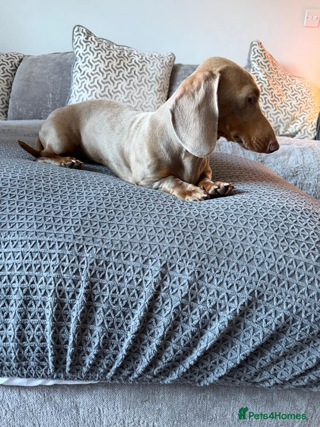 Miniature Dachshund dogs for stud: Bowser Isabella Stud KC Registered  - Advert 2