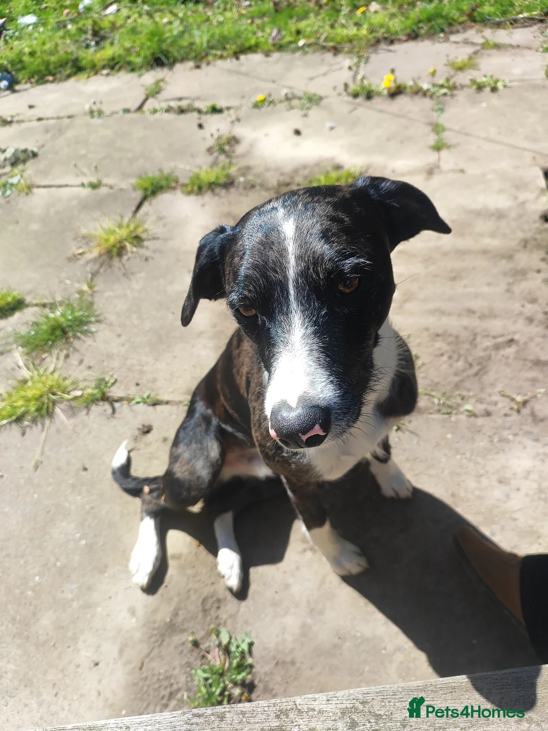 Mixed Breed dogs for sale: Whippet x pup  - Advert 1