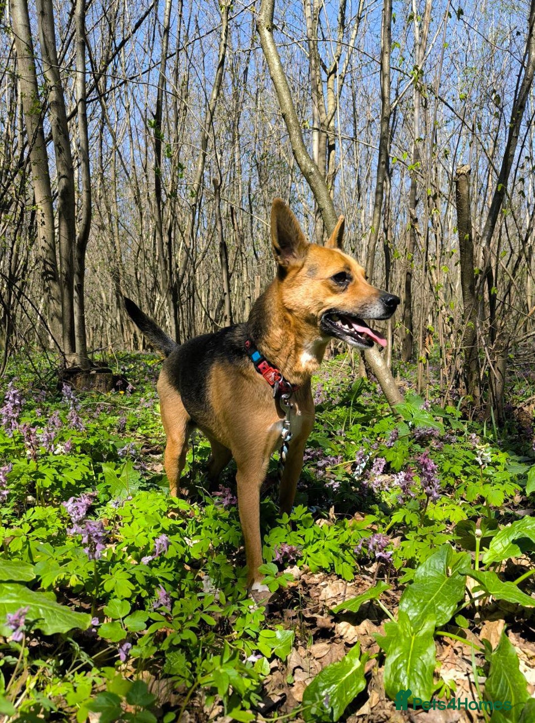Mixed Breed dogs for adoption: 💖🐶 BARBIE 🐶💖 - Image 17