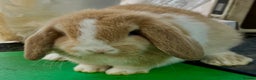 Mini Lop rabbits for sale: Mini Lops for sale READY NOW - Advert 22