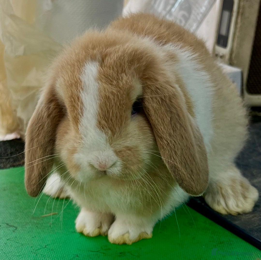 Mini Lop rabbits for sale: Mini Lops for sale READY NOW - Advert 22