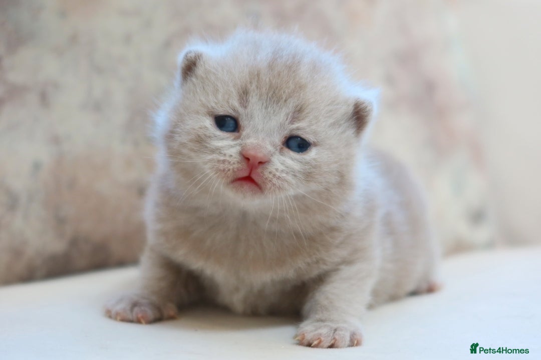 British Shorthair cats for stud: Blue British Shorthair - for stud duties  - Advert 4