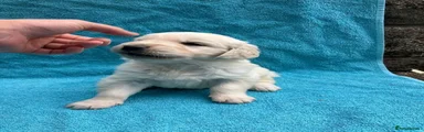 Golden Retriever 1