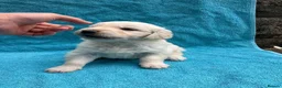 Golden Retriever dogs for sale: KC Reg Health Tested Golden Retriever Pups - Advert 5
